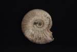 Kepplerites russiensis