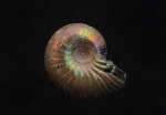 Cadochamoussetia/Pseudocadoceras sp. juv.