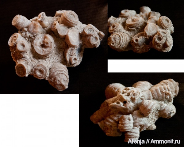 силур, кораллы, Silurian, ругозы, Rugosa, Kodonphyllum