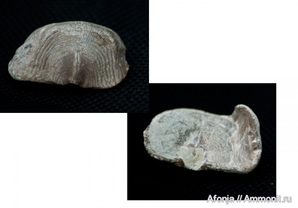 brachiopoda, Leptaena depressa