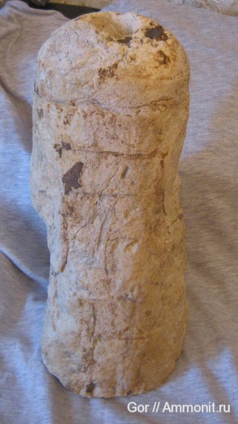 Rayonnoceras
