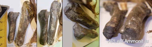 млекопитающие, Крым, Керчь, Phocidae, Керченский полуостров, Заветное