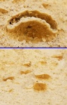 Неправильный морской ёж?