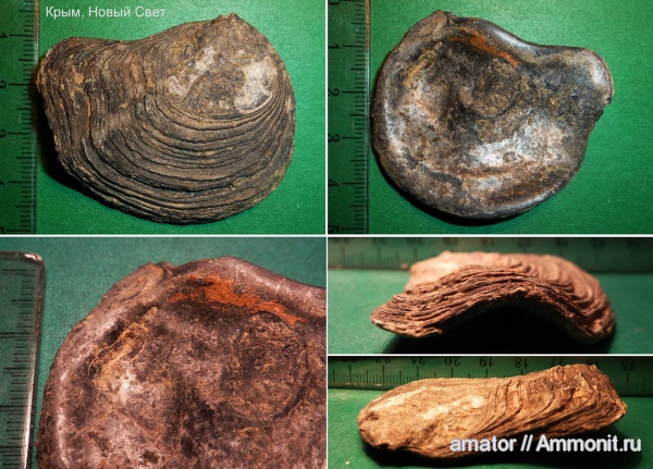 юра, мезозой, двустворчатые моллюски, Крым, bivalvia, Караул Оба, Jurassic