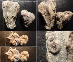 Караул-Оба, одиночные кораллы (сем. Rhipidogyridae (?))