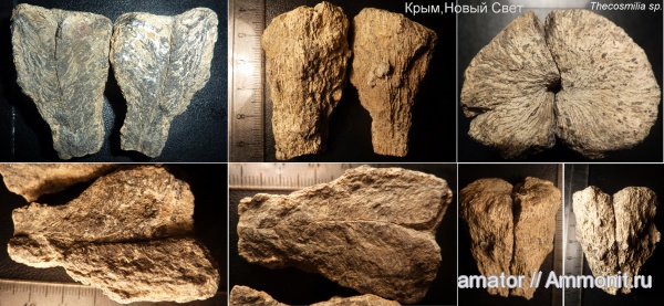 юра, мезозой, Крым, одиночные кораллы, Scleractinia, Jurassic