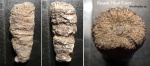 Караул-Оба, одиночный коралл Montlivaltia sp.