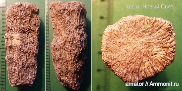 юра, кораллы, мезозой, Крым, Jurassic