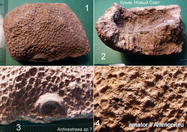 юра, мезозой, Крым, колониальные кораллы, Scleractinia, Actinastraea, Jurassic