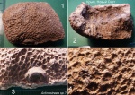 Караул-Оба, колониальный коралл Actinastraea sp.