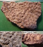 Караул-Оба, колониальный коралл Thamnasteria sp.