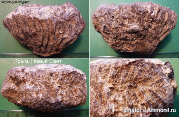 юра, мезозой, Крым, одиночные кораллы, Scleractinia, Rhipidogira, Jurassic