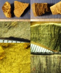 Inoceramus Inoceramus