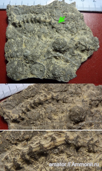 юра, кораллы, Serpula, Крым, Serpulidae