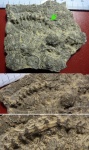 Serpula на коралле, Караул-Оба