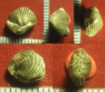 Две юрские брахиоподы (Rhynchonellida) из Крыма Две юрские брахиоподы (Rhynchonellida) из Крыма