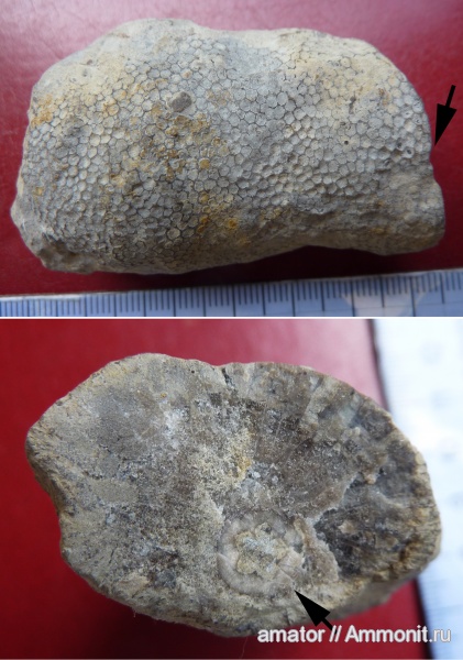 морские лилии, силур, Silurian, Tabulata, Crinoidea, Favosites, Epizoans