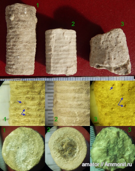 морские лилии, силур, палеозой, Silurian, Украина, Echinodermata, Crinoidea, Crotalocrinitidae
