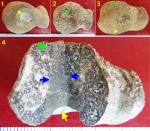 лилия в Favosites (прижизненное обрастание(?)), Силур