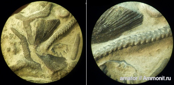 брахиоподы, силур, мшанки, brachiopoda, Bryozoa