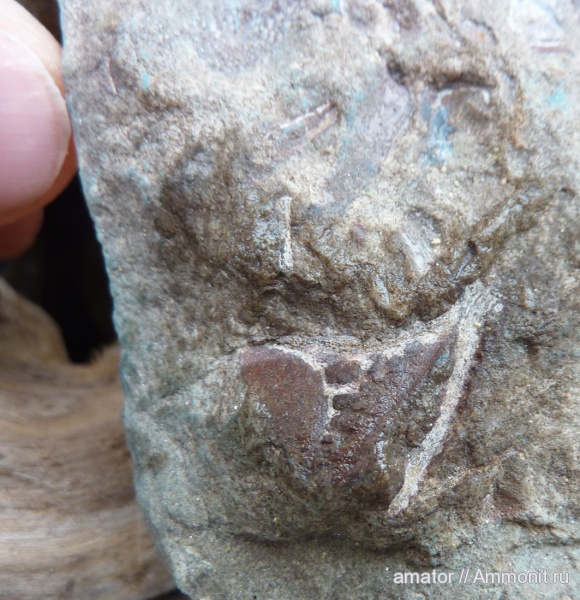 девон, палеозой, Devonian, Украина, Placoderma