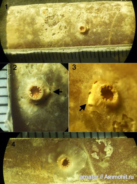 белемниты, мел, Украина, обрастание, Epizoans, Crinoid holdfast