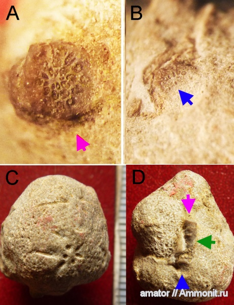 губки, растения, Флора, Крым, Stellispongia, Calcarea, Jurassic, plants