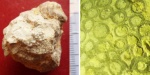 Sarcinula sp. (Силур)