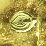 Фораменифера Spiroloculina sp. (?) (Неоген)