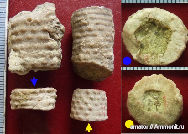 морские лилии, иглокожие, силур, палеозой, Silurian, Echinodermata, Crinoidea, Crotalocrinitidae