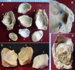 Устрицы Neopycnodonte (Миоцен)