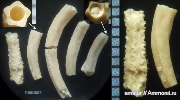 мел, Украина, Serpulidae, Pentaditrupa, Filogranula