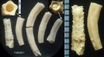 Фрагменты серпулид Pentaditrupa и Filogranula (Мел)