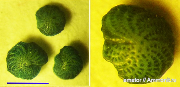 неоген, миоцен, фораминиферы, Львов, Neogene, Foramenifera