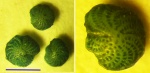 Фораменифера Elphidium crispum (Миоцен)