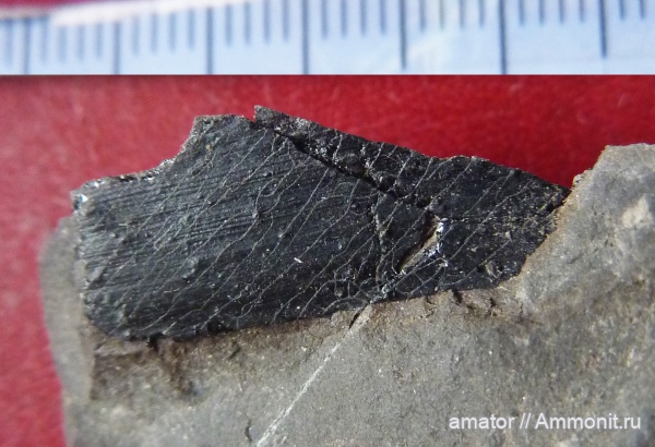 Carboniferous