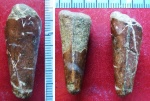 Двустворка Pinna sp. c гладкой раковиной (Мел).