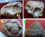Gastropoda, Неоген (можно ли определить?) Gastropoda, Неоген (можно ли определить?)