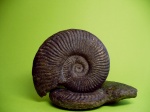 Pseudogrammoceras?