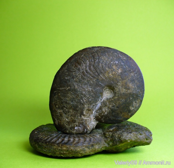аммониты, Ammonites, КЧР
