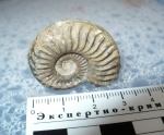 Grammoceras (предположительно)