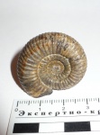 Dactilyoceras