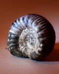 Peronoceras