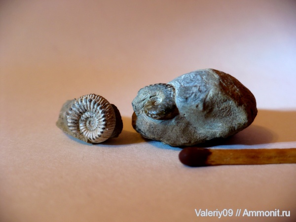 аммониты, юра, Ammonites, Peronoceras, Jurassic
