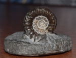 Peronoceras с частично сохранившимися шипами
