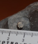 Peronoceras (5мм)