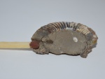Peronoceras в обломке Dactiliocerasа