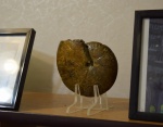 Ядро Calliphylloceras