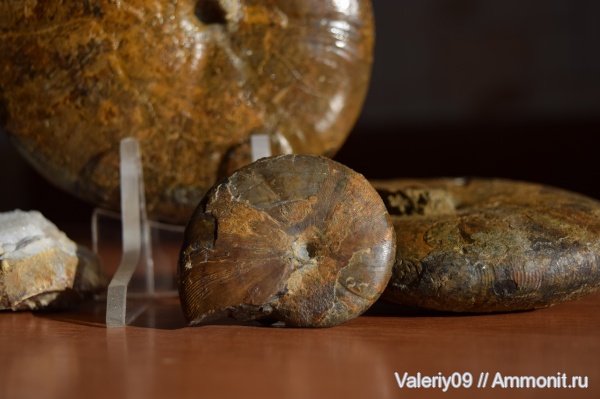 юра, Calliphylloceras, Jurassic