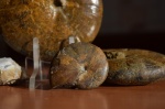 Calliphylloceras с собратьями